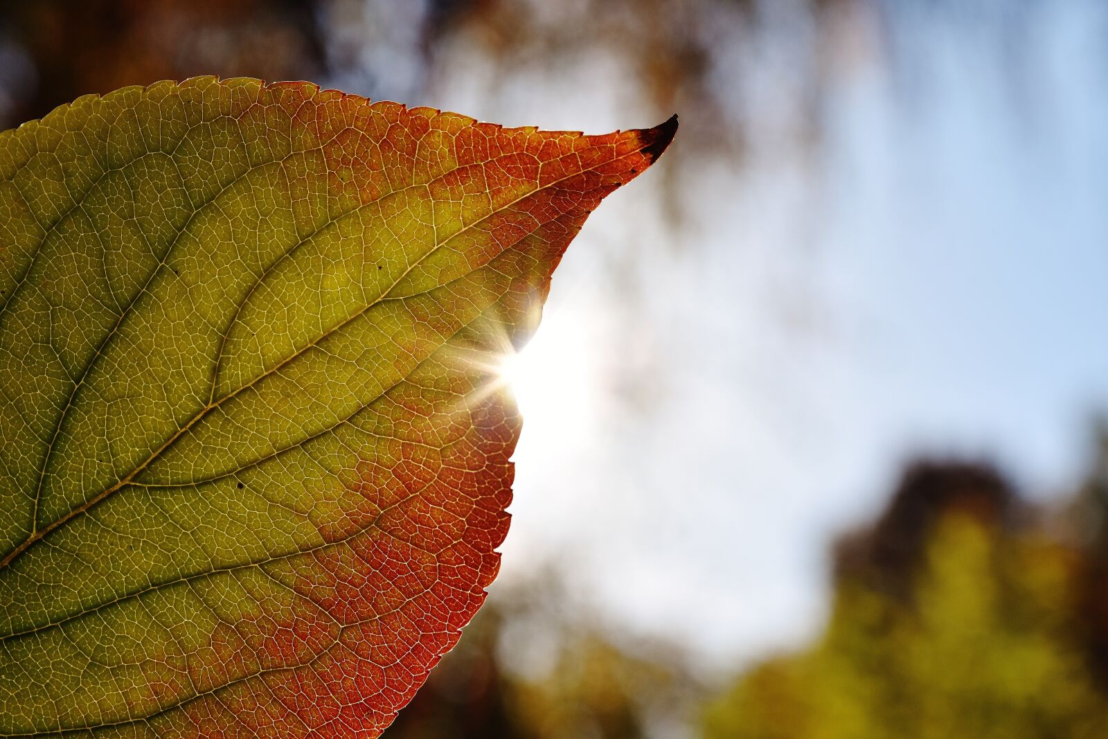 Nikon D7200 sample photo. Leaf, close up, backlighting photography