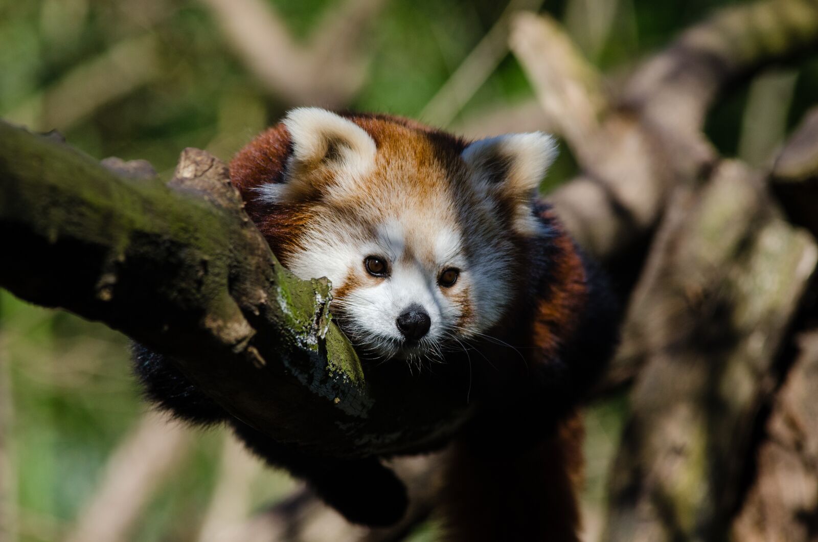Nikon D7000 sample photo. Animal, cute, furry photography