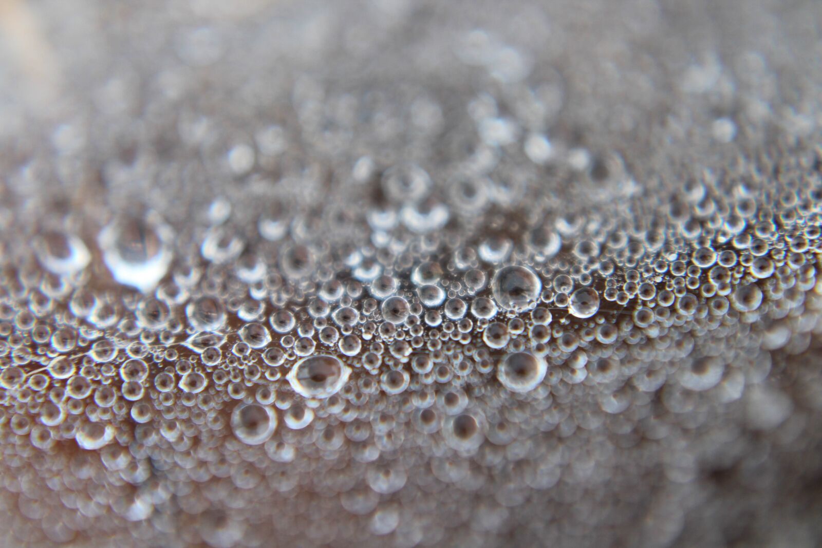 Canon EOS 1300D (EOS Rebel T6 / EOS Kiss X80) sample photo. Drop, wet, dew photography