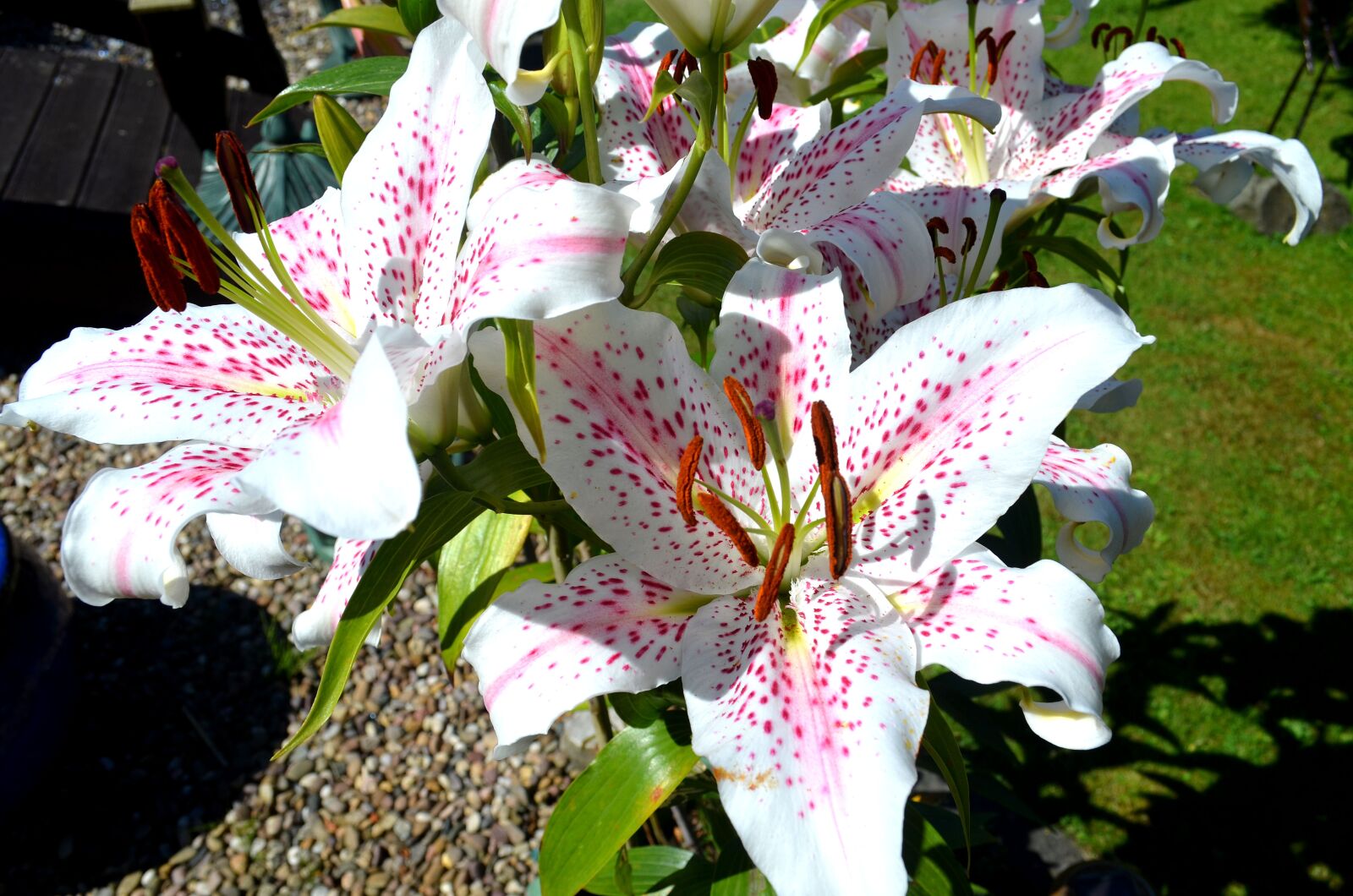 Nikon D5100 sample photo. Giant lillies, plant, flower photography