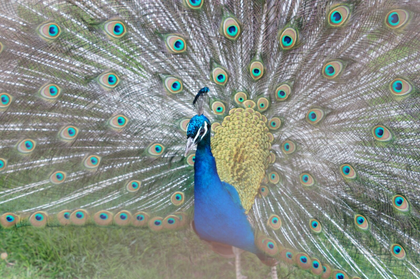 Sony SLT-A35 + Sony DT 50mm F1.8 SAM sample photo. Peacock, zoo, bird photography