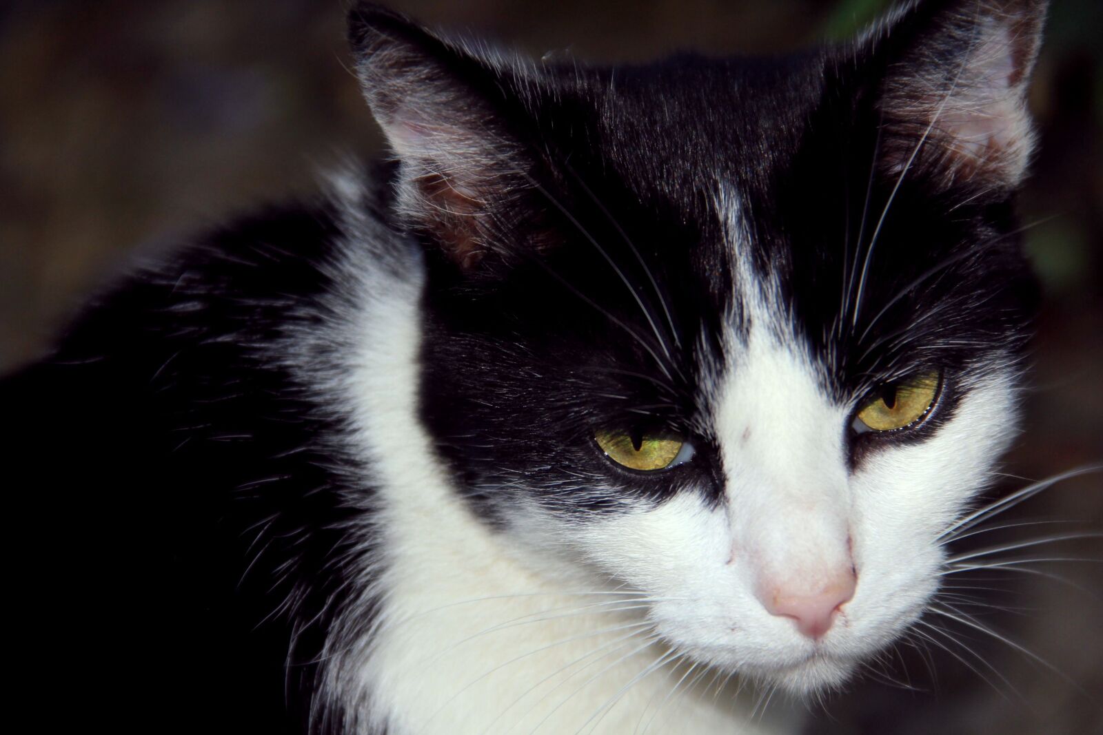 Canon EOS 550D (EOS Rebel T2i / EOS Kiss X4) sample photo. Cat, animal, pet photography