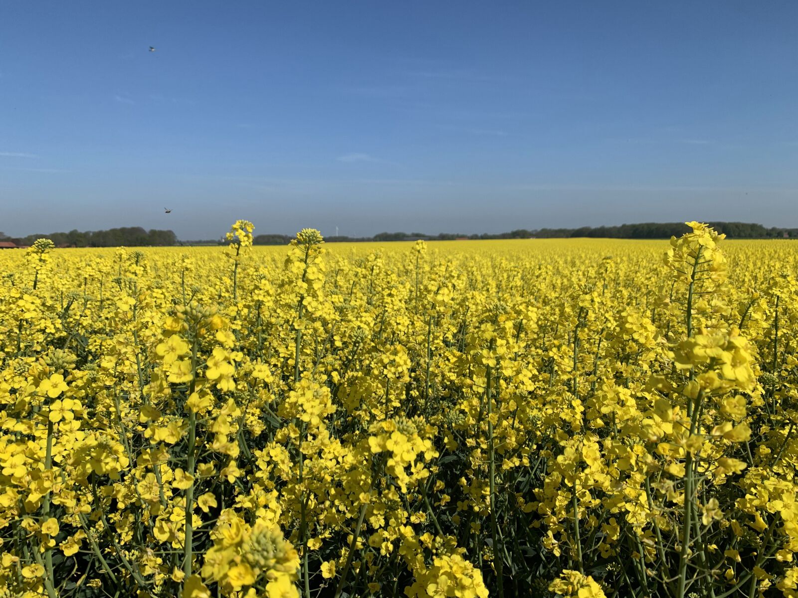 iPhone XS back dual camera 4.25mm f/1.8 sample photo. Oilseed rape, money, blossom photography
