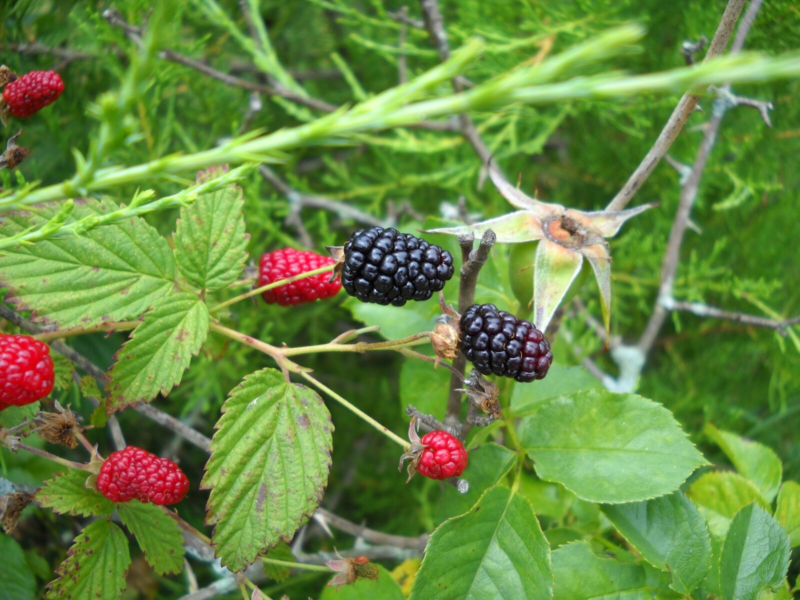 Nikon Coolpix L20 sample photo. Blackberry, wild, berry photography