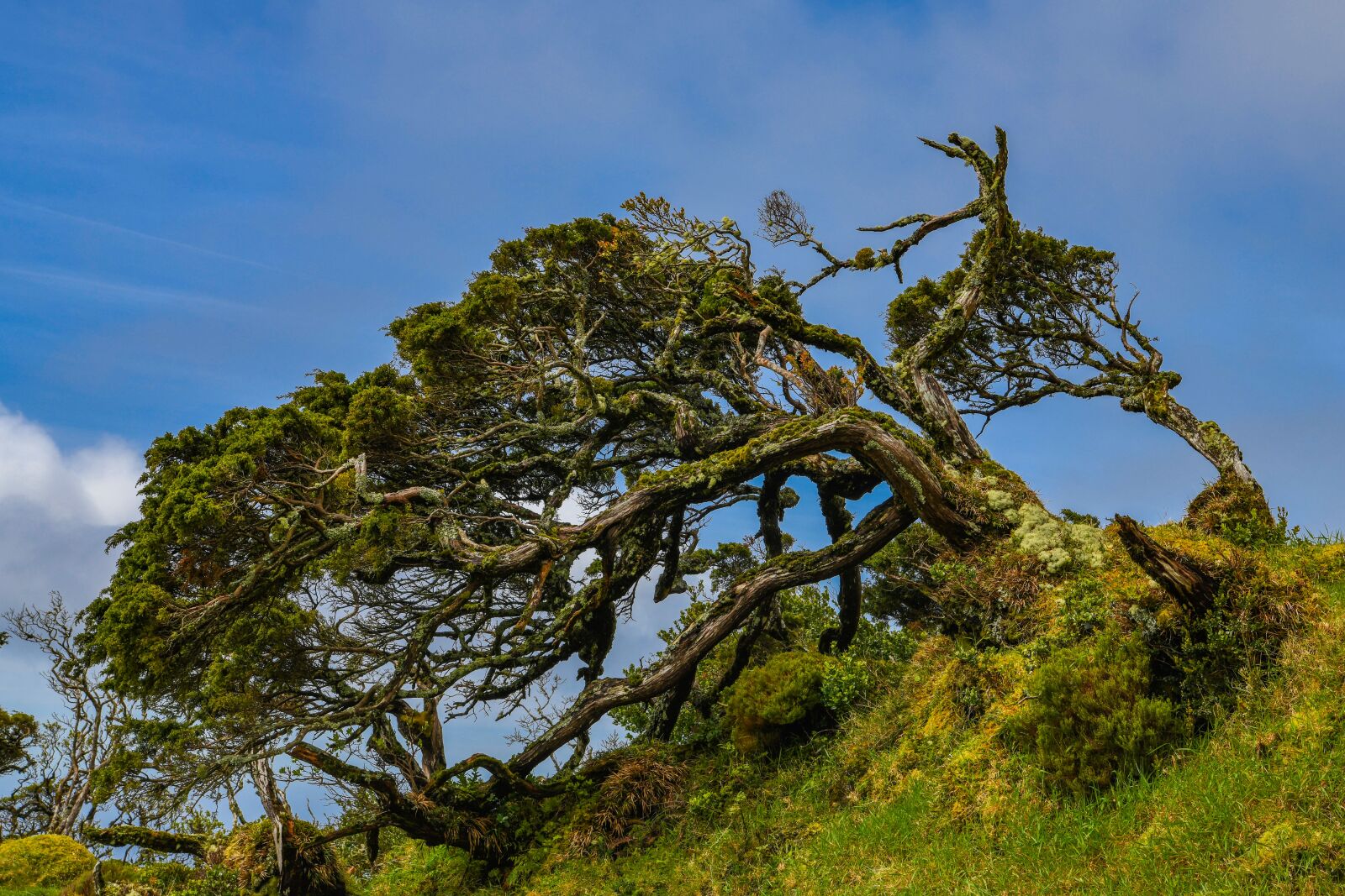 Nikon D850 sample photo. Azores, trees, windschief photography