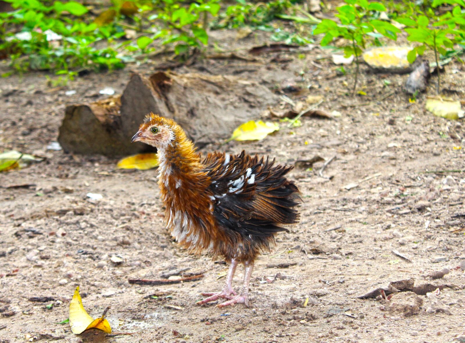 Canon EOS 600D (Rebel EOS T3i / EOS Kiss X5) sample photo. Chick, animal, bird photography