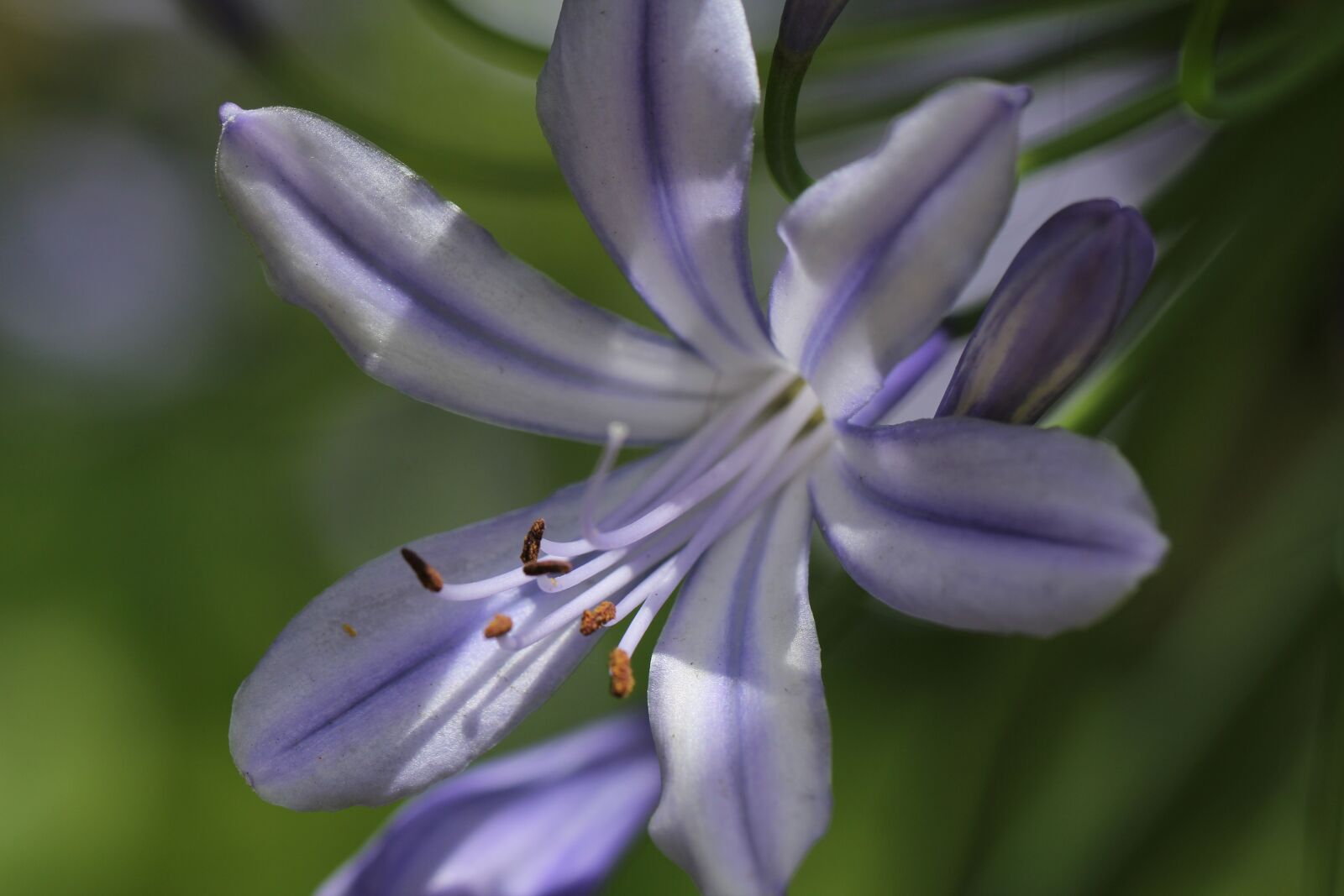 Canon EF 100mm F2.8L Macro IS USM sample photo. Purple, plant, blossom photography