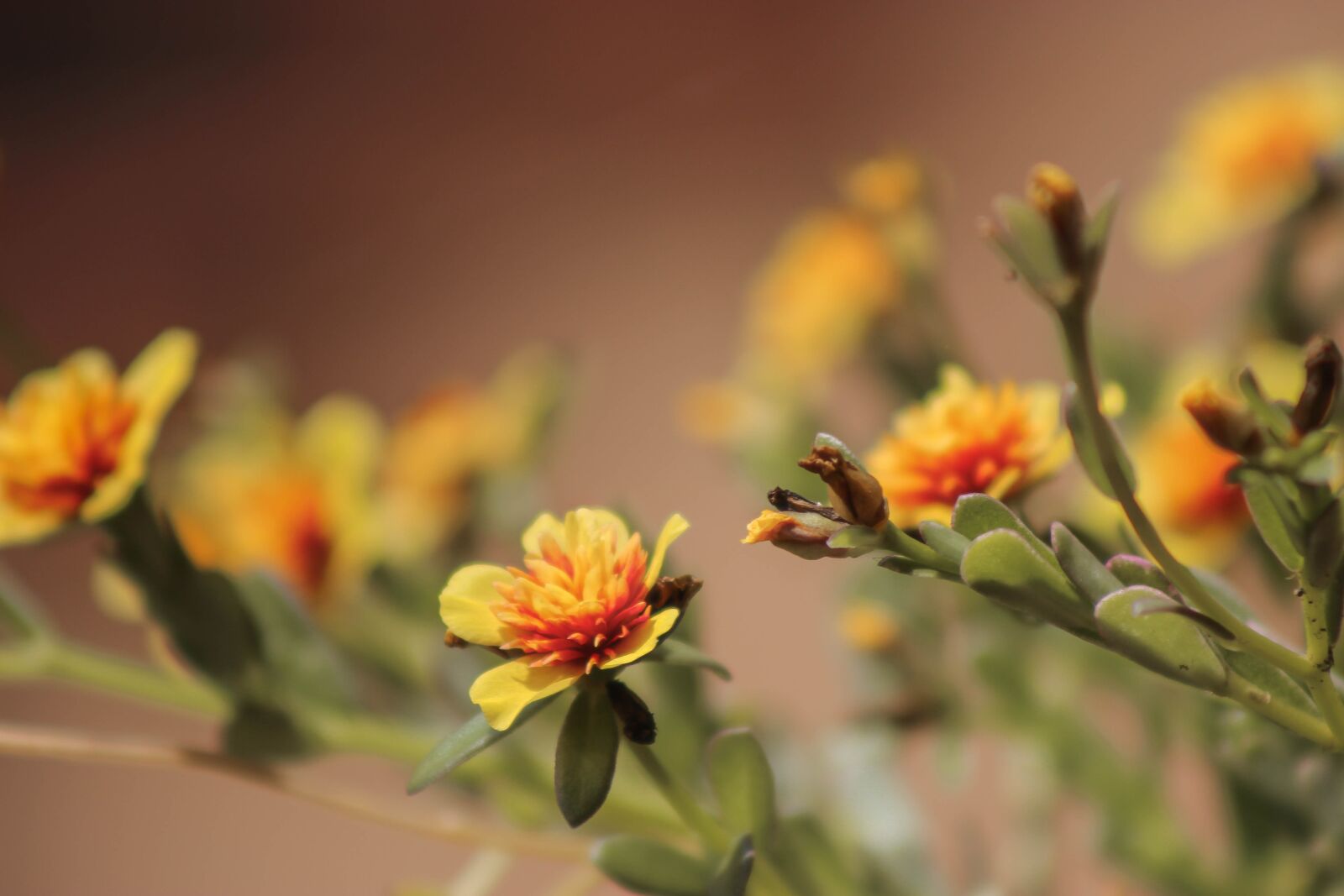 Canon EOS 600D (Rebel EOS T3i / EOS Kiss X5) sample photo. Flower, orange flowers, love photography