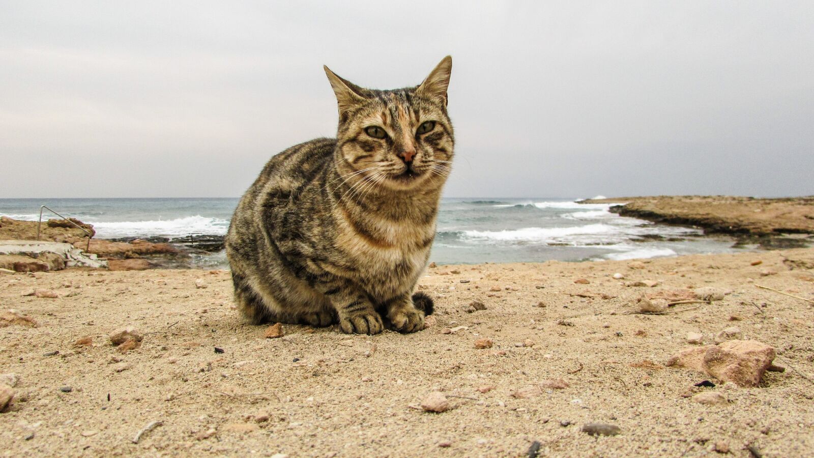 Canon PowerShot SX400 IS sample photo. Cat, stray, face photography