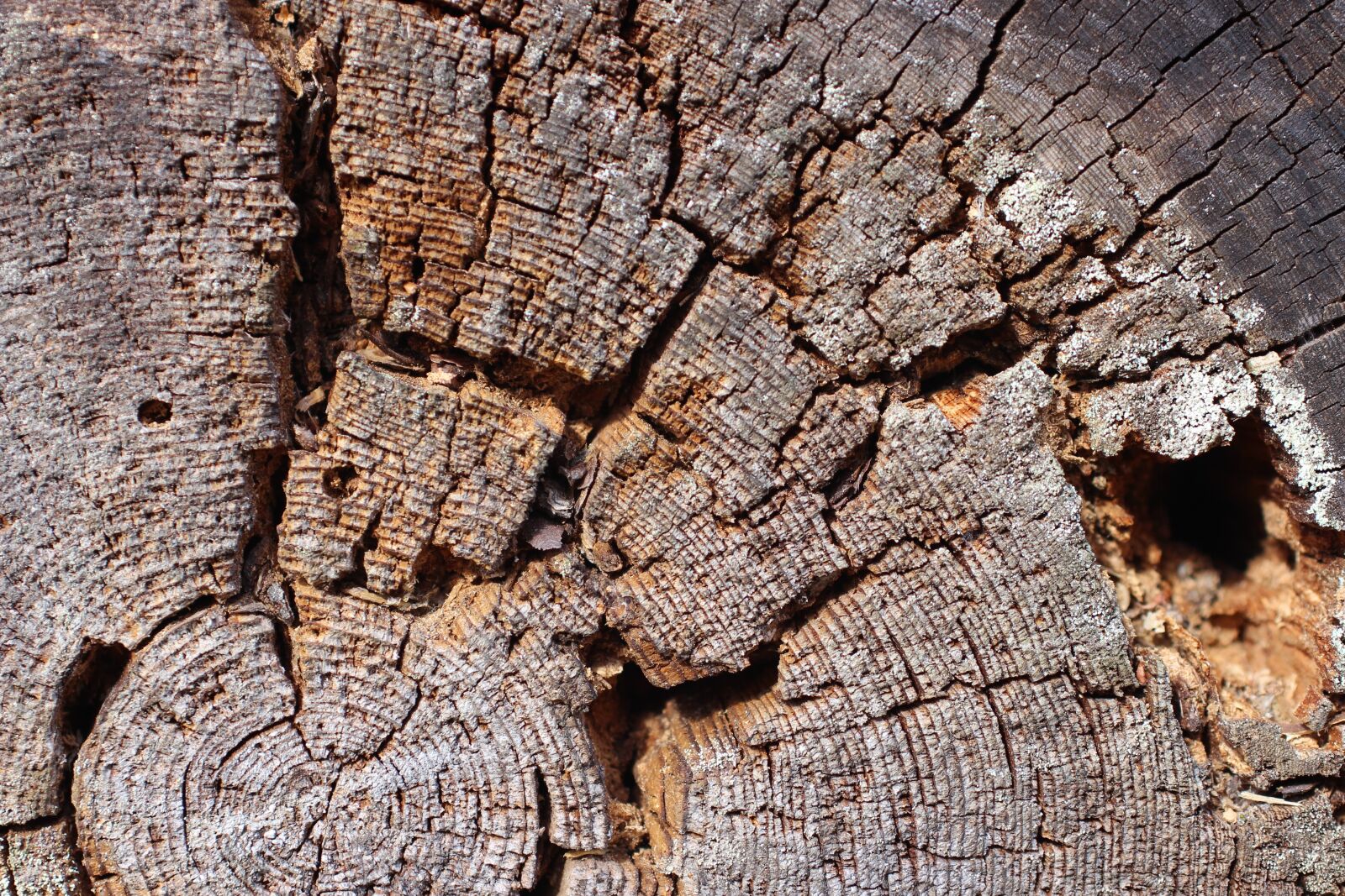 Canon EOS 600D (Rebel EOS T3i / EOS Kiss X5) sample photo. Wood, nature, forest photography