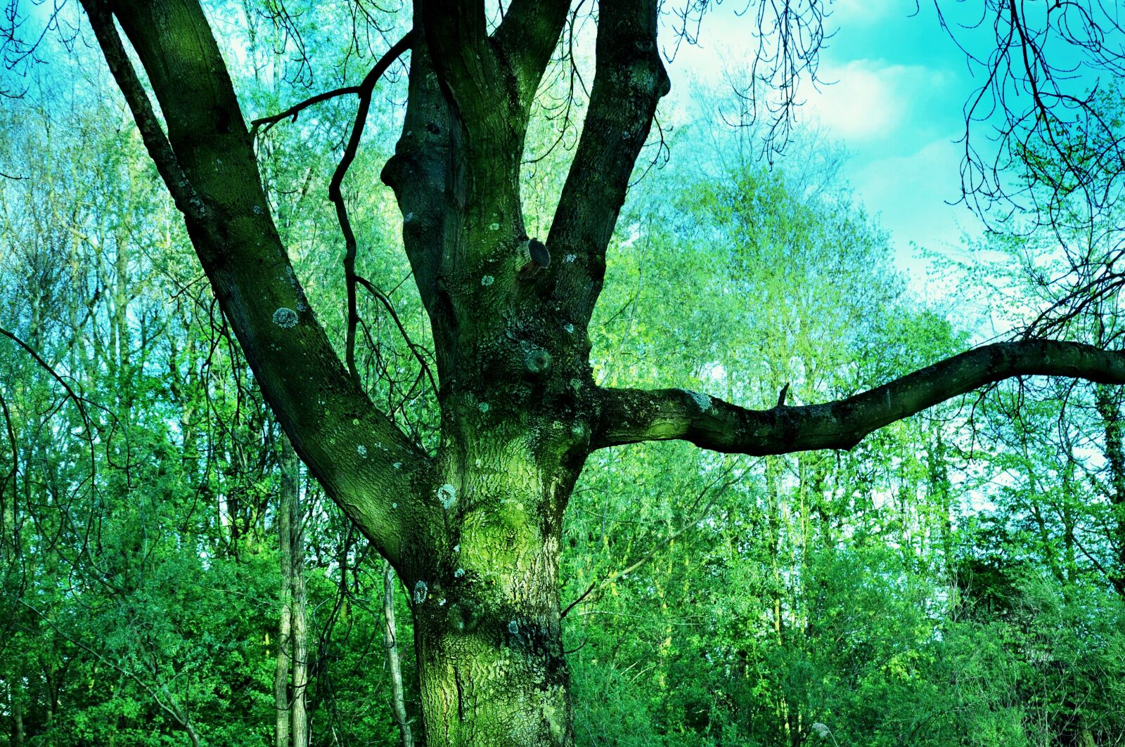 Nikon D90 sample photo. Tree, branch, trunk photography