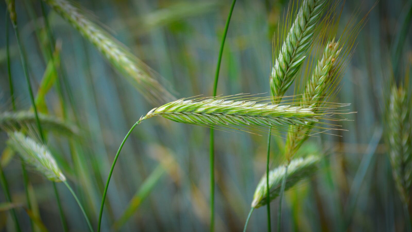 Nikon D5200 sample photo. Cereals, grain, close up photography