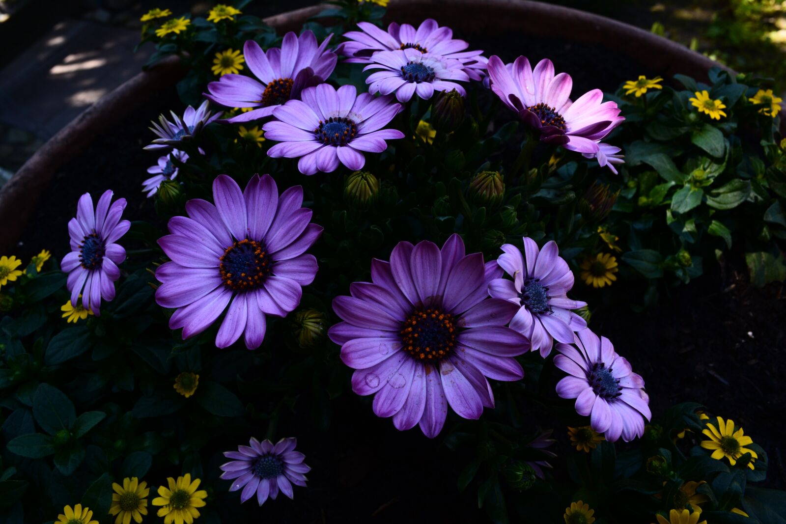 Nikon D5200 sample photo. Flower, plant, nature photography