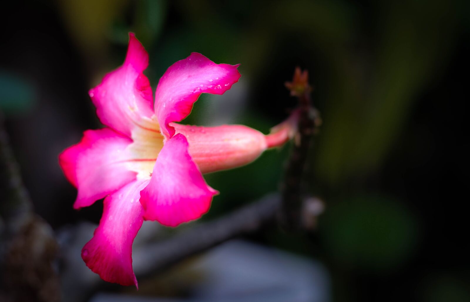 Canon EOS 600D (Rebel EOS T3i / EOS Kiss X5) + Canon EF 50mm F1.8 STM sample photo. Flower, pink, plant photography
