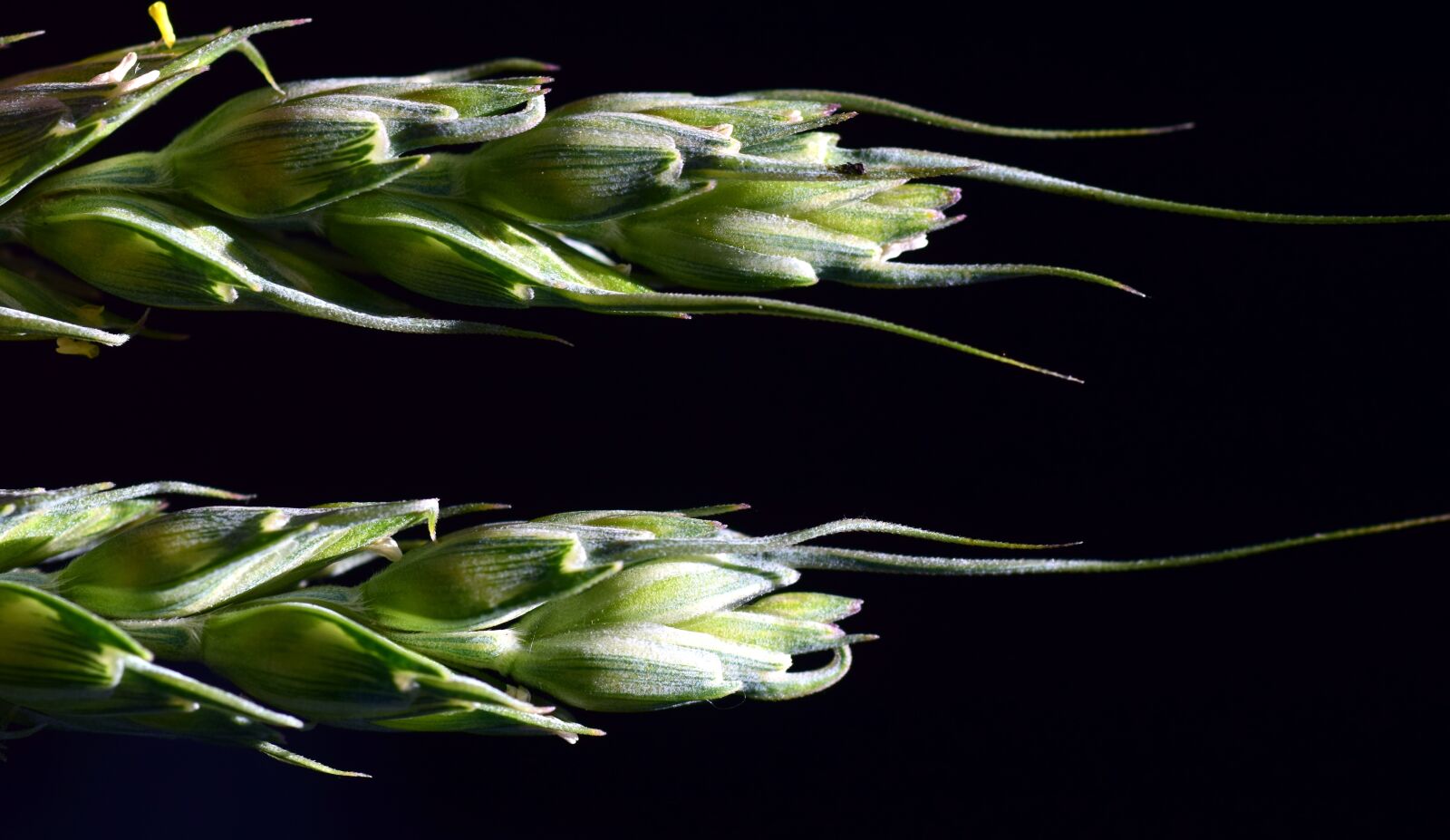 Nikon D3300 sample photo. Grain, ear of corn photography