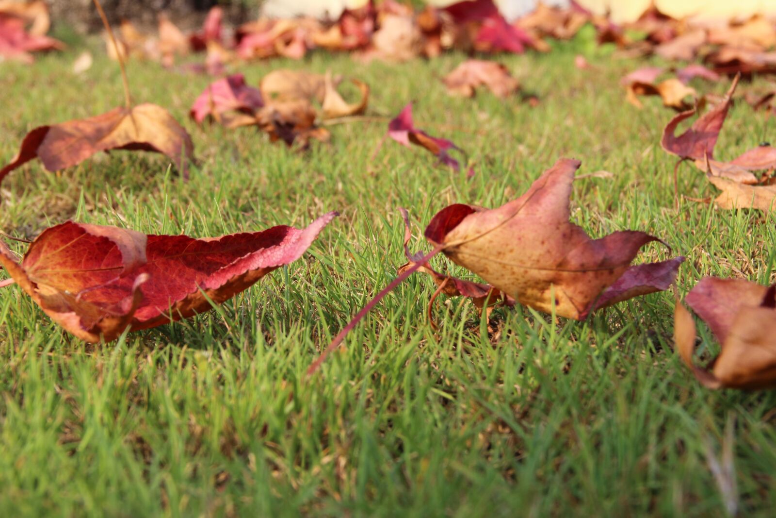 Canon EOS 600D (Rebel EOS T3i / EOS Kiss X5) sample photo. Leaves, grass, nature photography