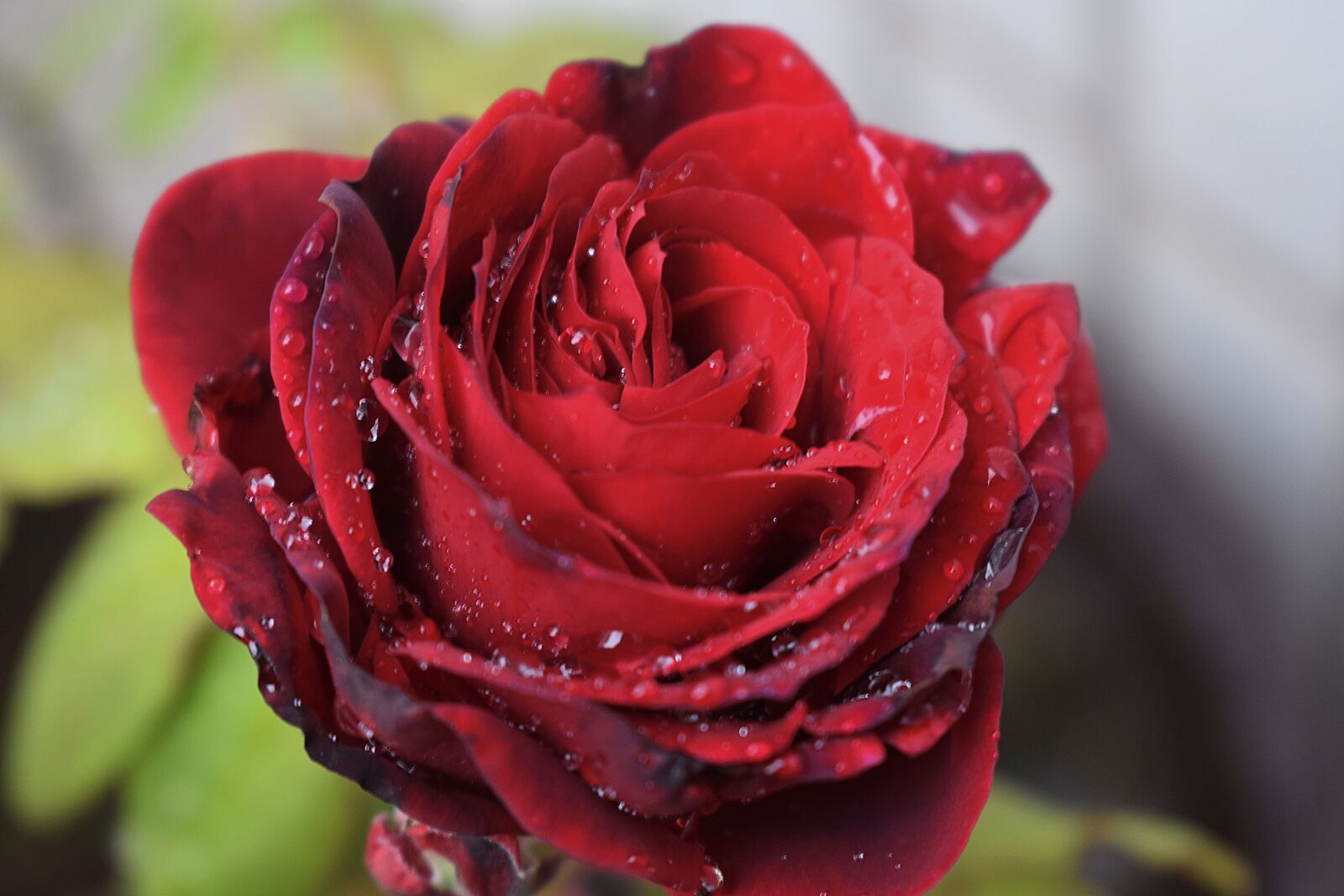 Nikon D3300 sample photo. Flower, petal, rose photography