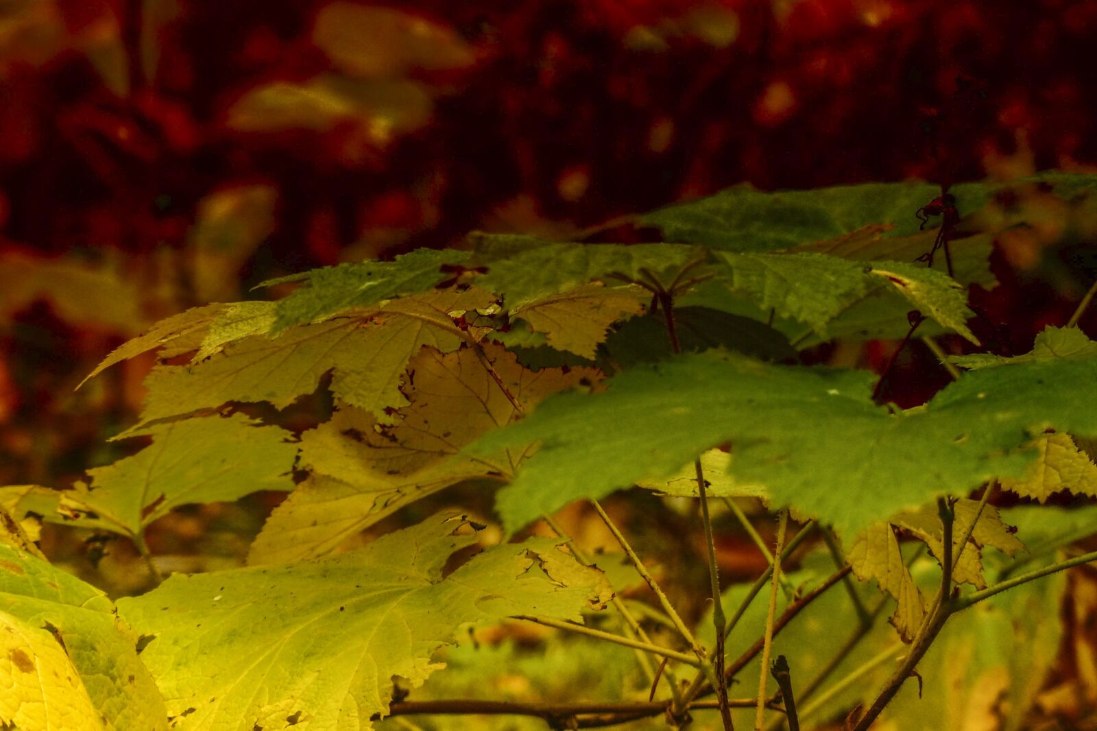 Panasonic Lumix DMC-FZ200 sample photo. Autumn, foliage, colorful photography