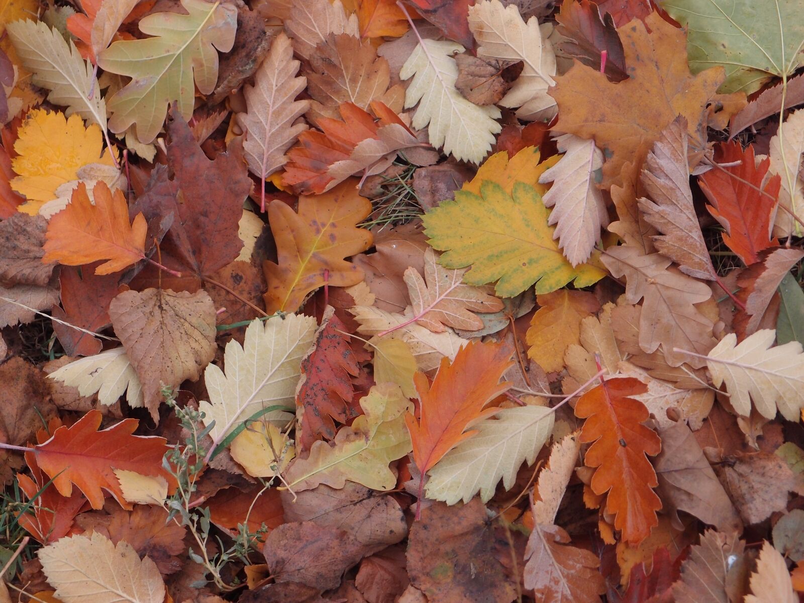 Olympus XZ-1 sample photo. Autumn, leaves, golden autumn photography