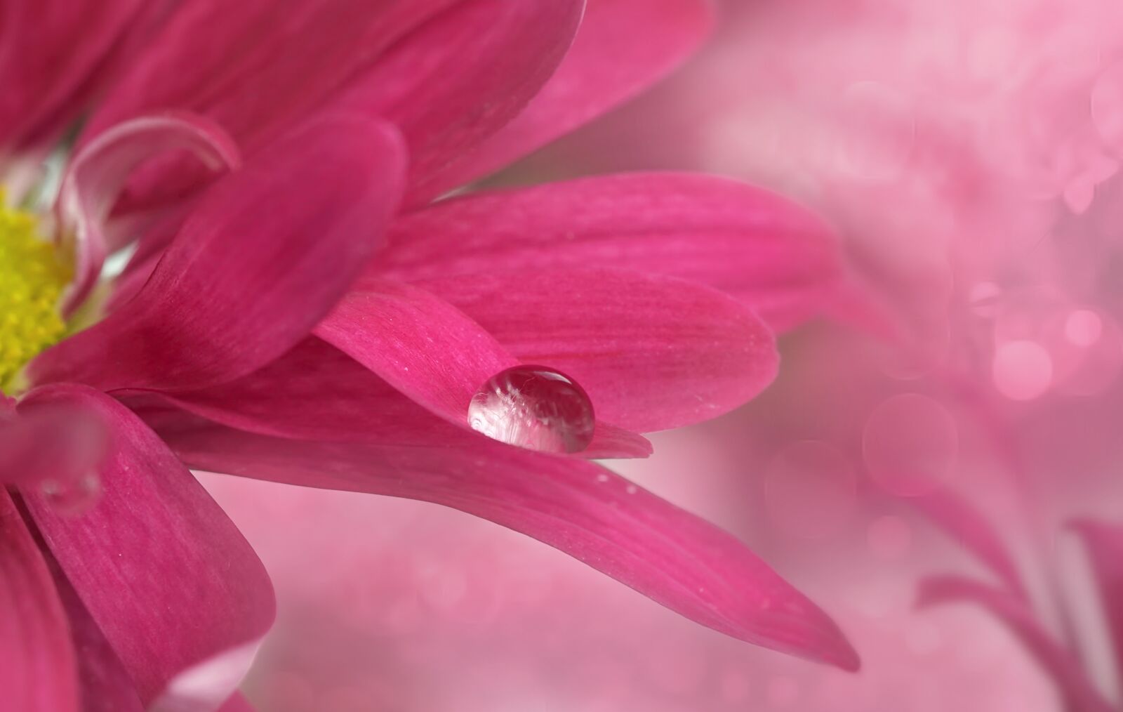 Sony a5100 + Sony FE 90mm F2.8 Macro G OSS sample photo. Drop, water droplets, pink photography