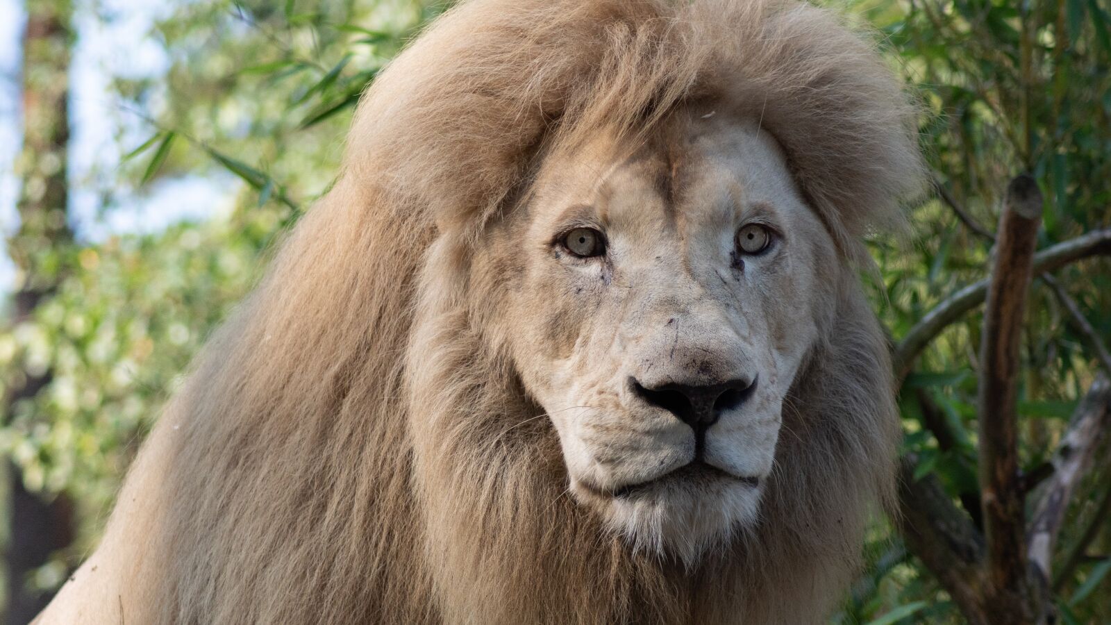Sony ILCA-77M2 sample photo. Lion, predator, cat photography