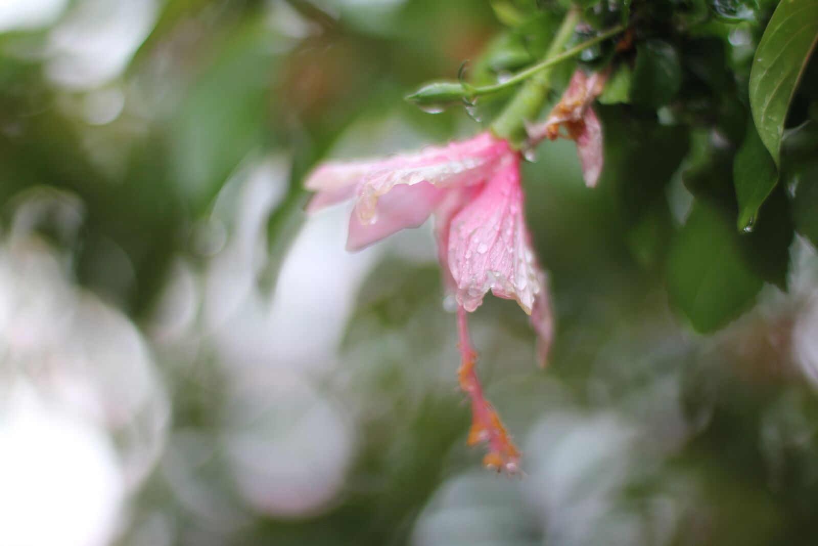 Canon EOS 760D (EOS Rebel T6s / EOS 8000D) + Canon EF 50mm F1.4 USM sample photo. Hibiscus, pink, flower photography