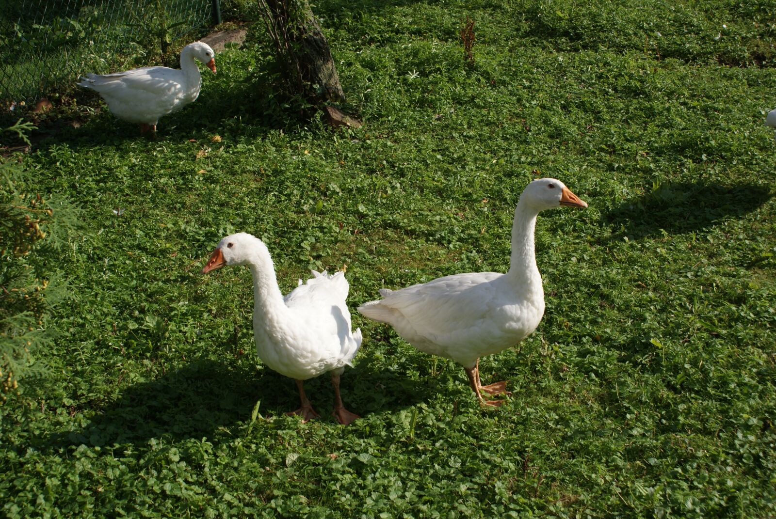 Sony Alpha DSLR-A200 sample photo. Geese, poland village, animals photography