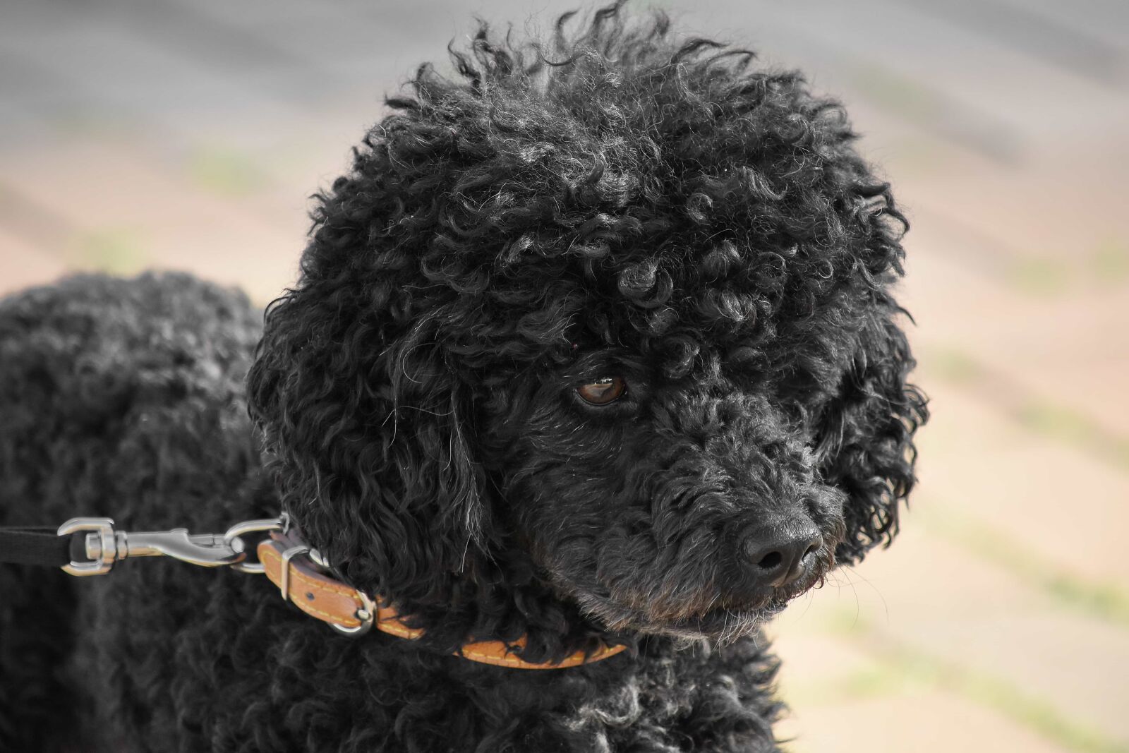 Nikon D5500 sample photo. Black, curious, curling, dog photography