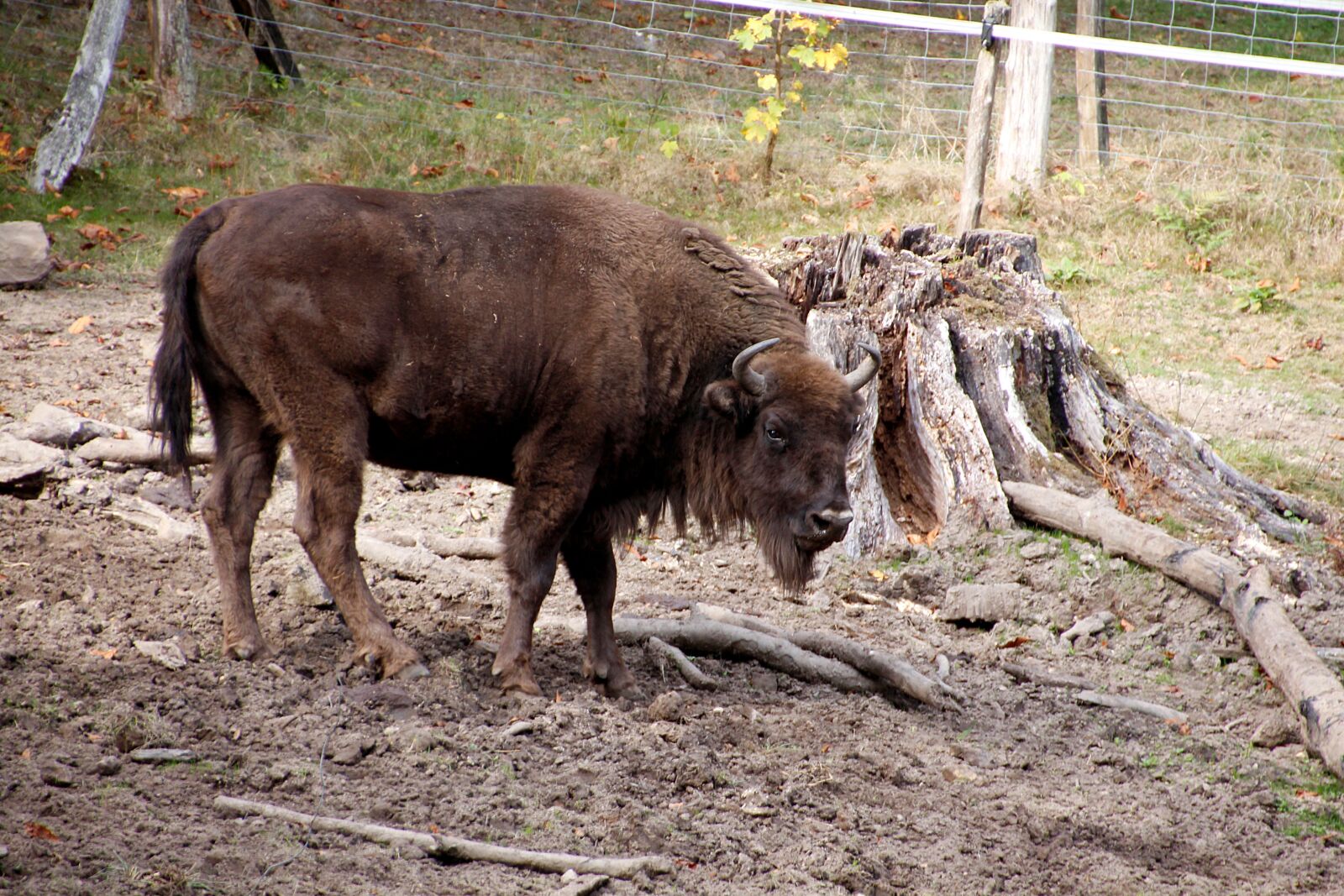 Canon EOS 650D (EOS Rebel T4i / EOS Kiss X6i) sample photo. Wisent, animal, wild photography
