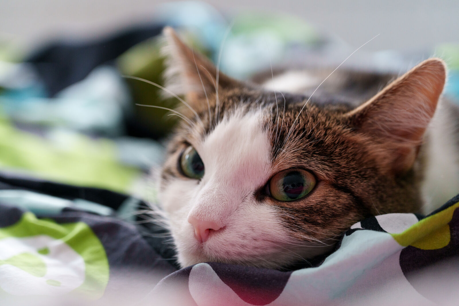 Sony FE 20-70mm F4 G sample photo. Intermission of the cat photography