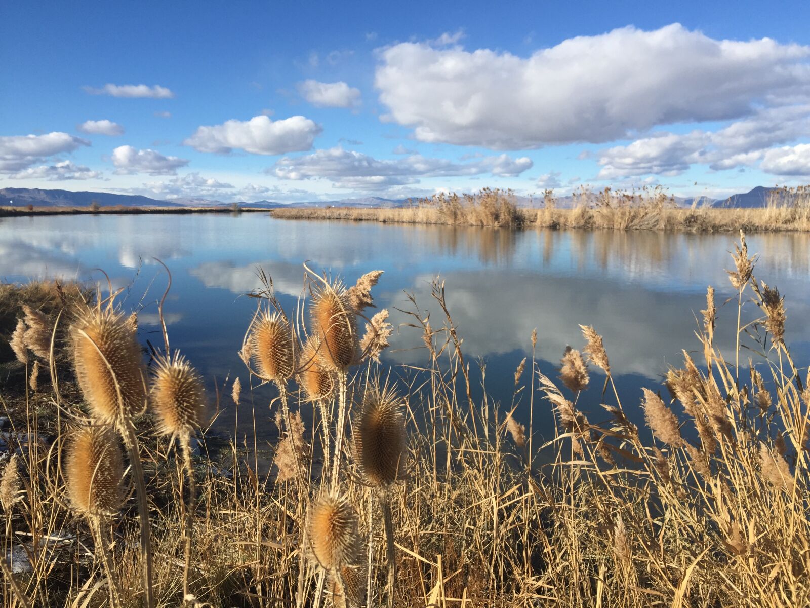 iPhone 6 back camera 4.15mm f/2.2 sample photo. Landscape, bird refuge, water photography