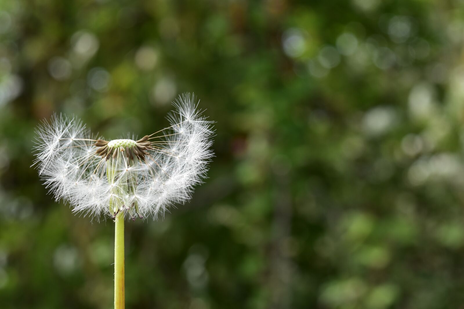 Nikon D5600 sample photo. Egret, egret dandelion, achenes photography