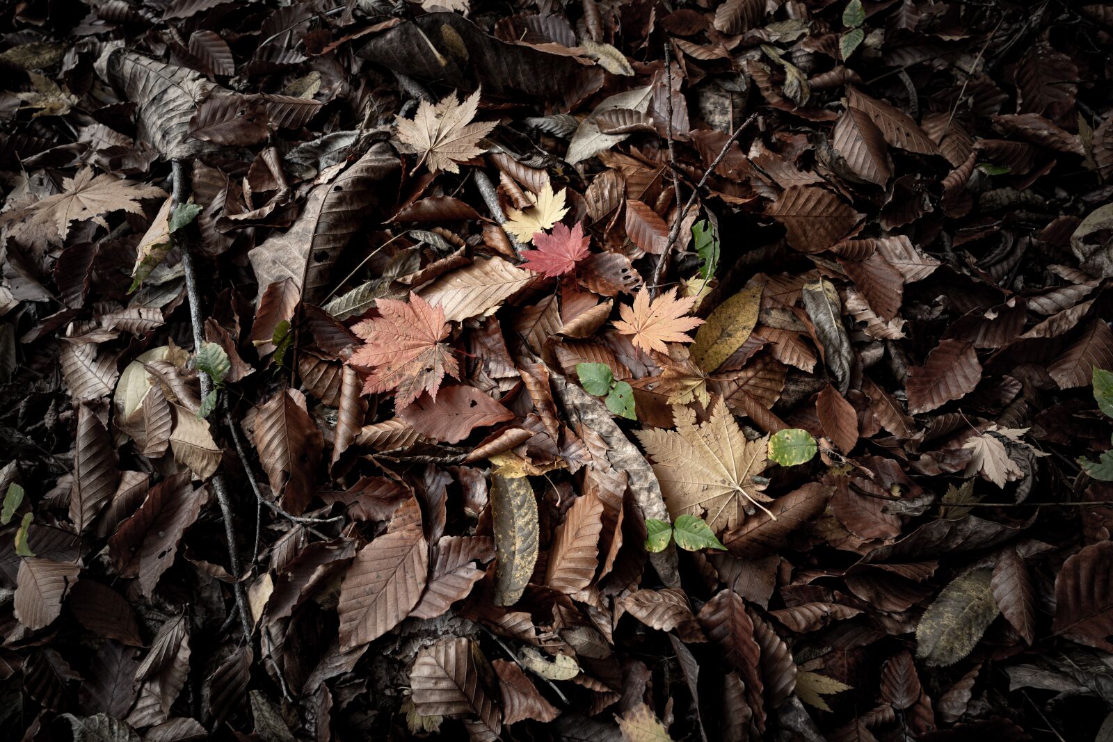 Sony a7R IV sample photo. Small landscape, autumn, feet photography