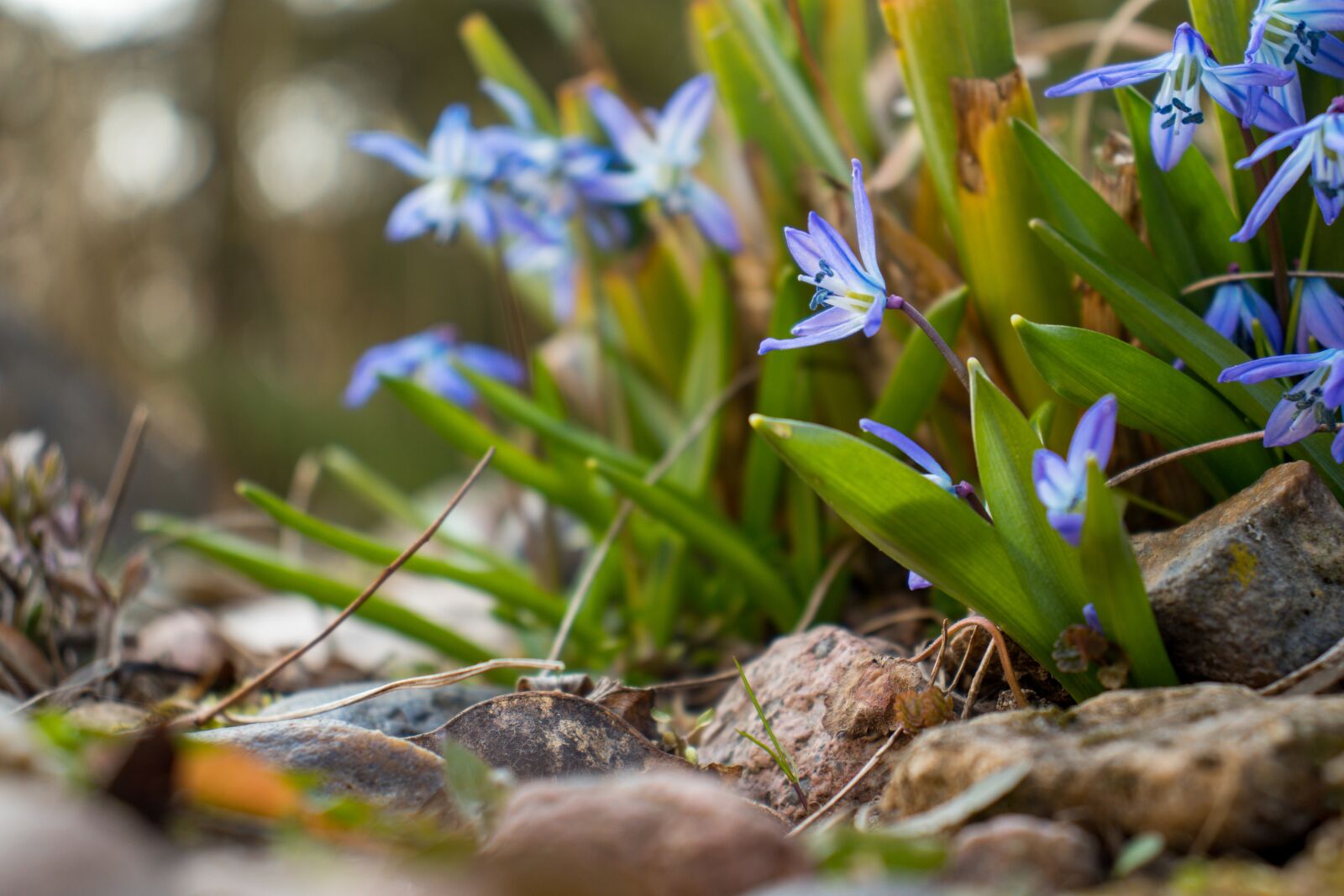 Canon EOS 800D (EOS Rebel T7i / EOS Kiss X9i) sample photo. Siberian squill, flowers, bloom photography