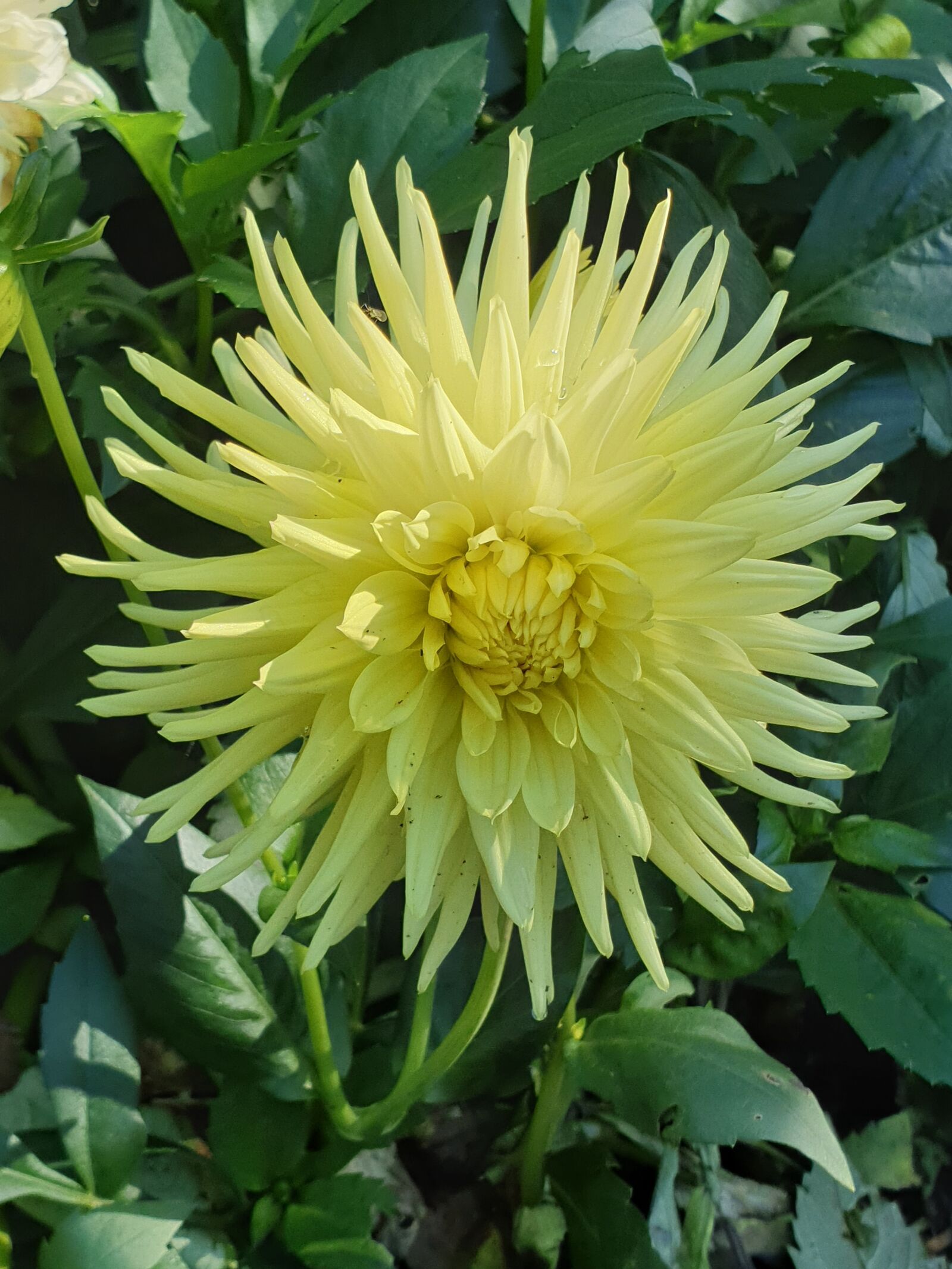Samsung Galaxy Note9 sample photo. Dahlia, yellow, yellow dahlia photography