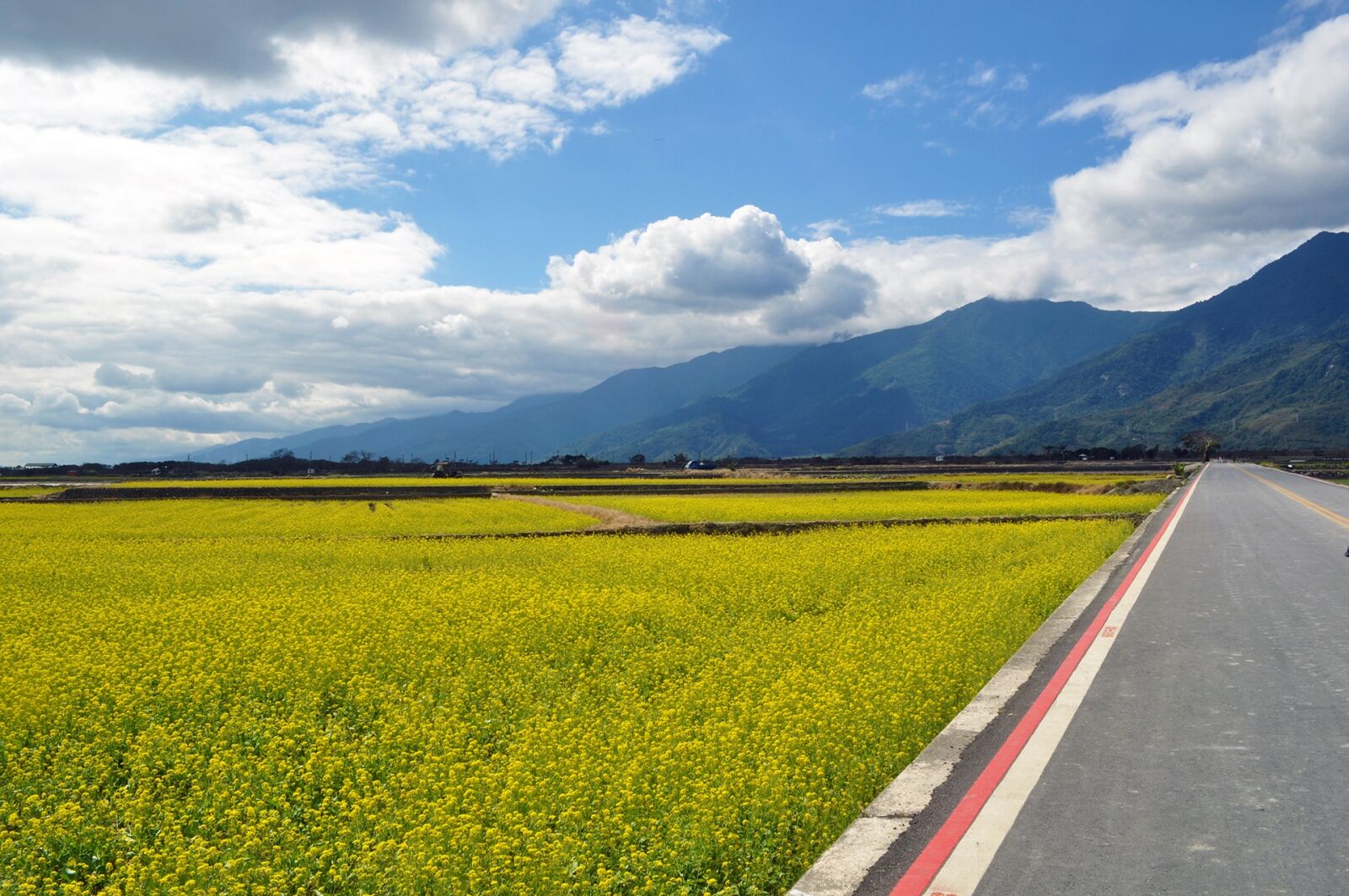 Nikon D5000 sample photo. Sea of flowers, countryside photography