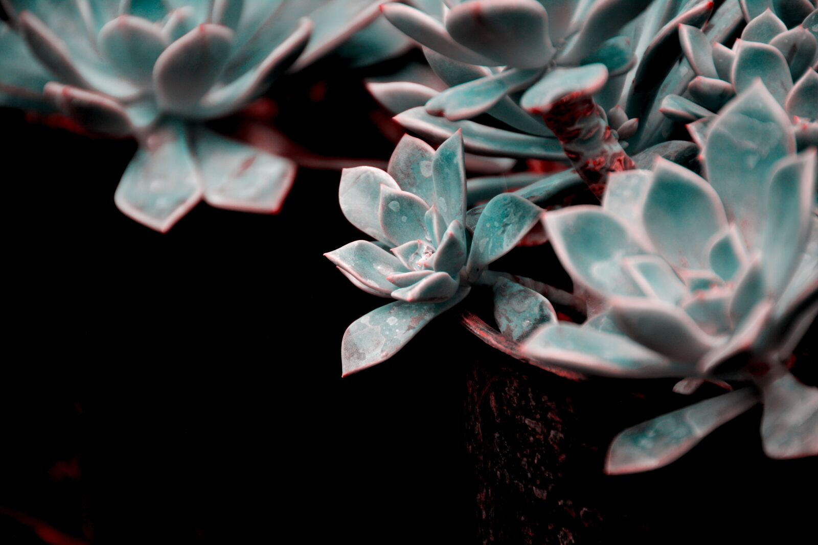 Nikon D5200 sample photo. Flower, love, joy photography
