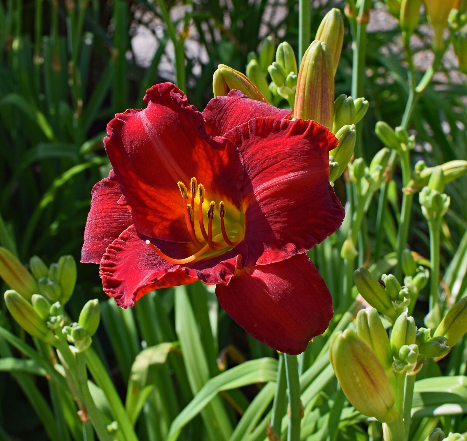 Nikon D3300 sample photo. Red-orange daylily, lily, close-up photography