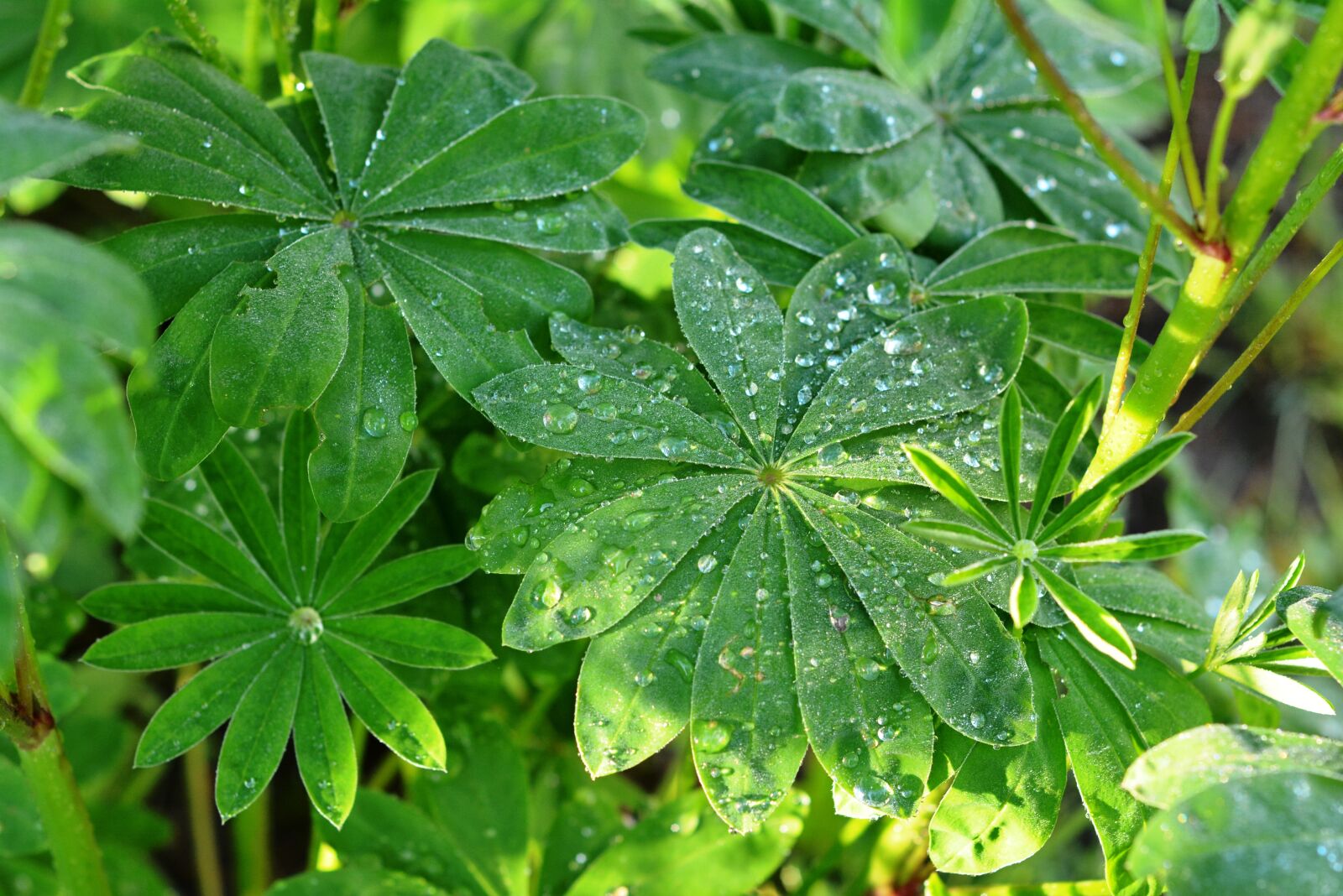 Nikon D5200 sample photo. Drops of water, dew photography