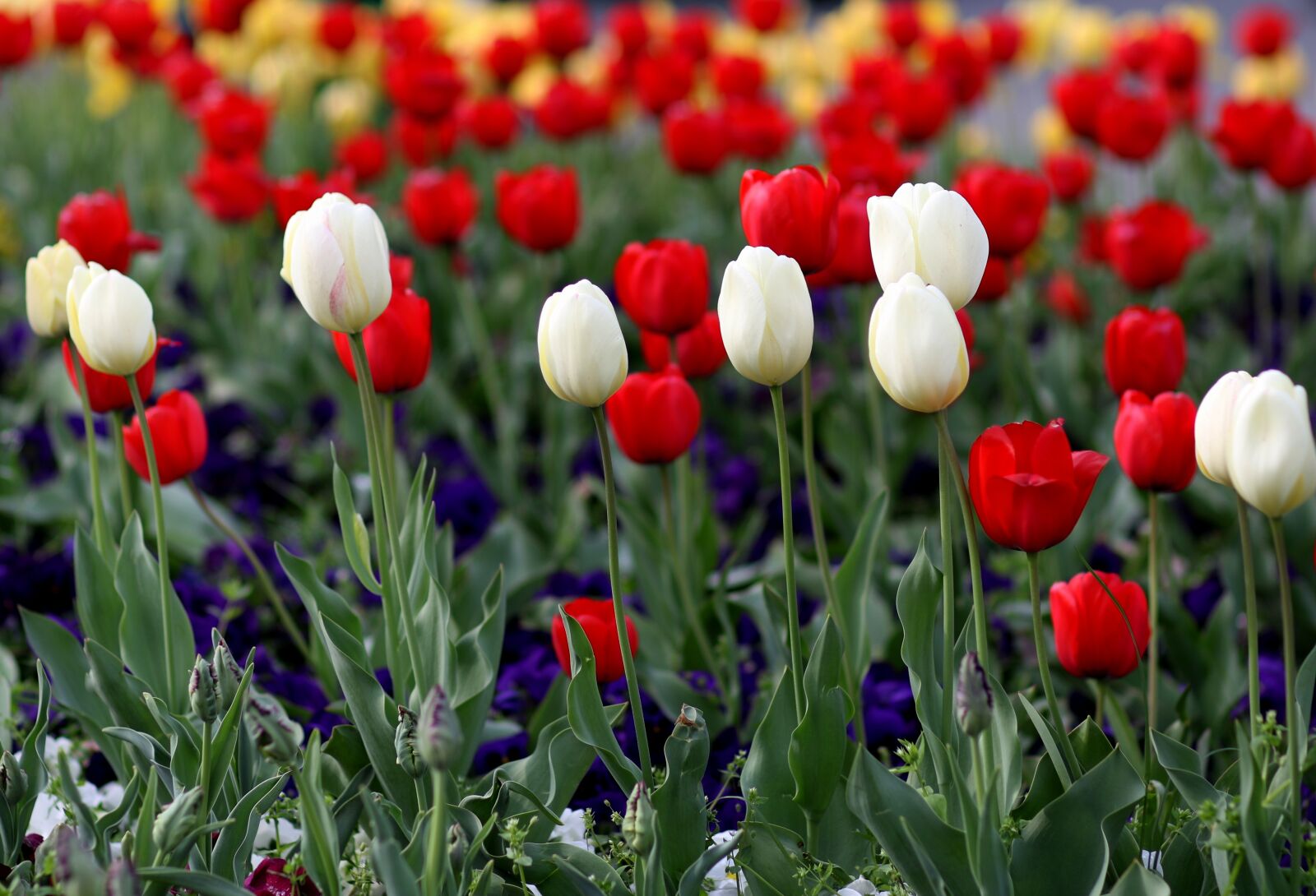 Canon EF 85mm F1.8 USM sample photo. Tulips, red, white photography