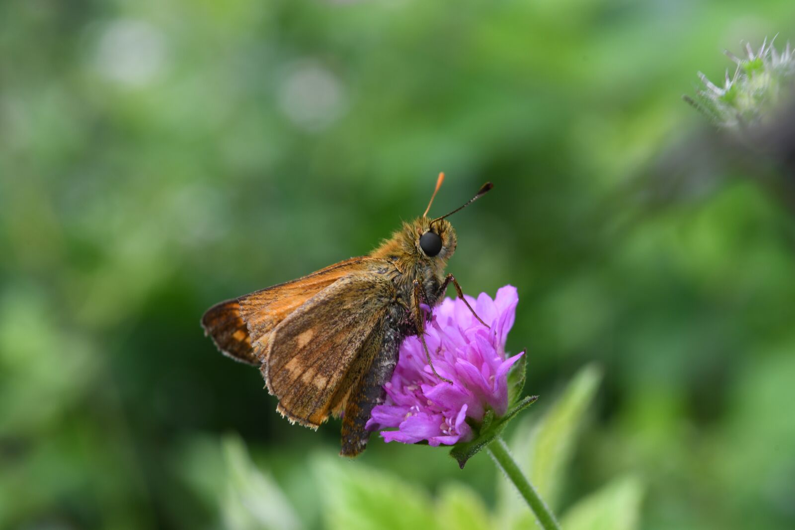 Nikon D7500 sample photo. Butterfly, flower, insect photography