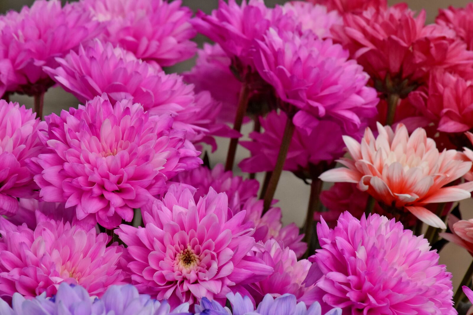 Nikon D5500 sample photo. Bouquet, chrysanthemum, pink, flower photography