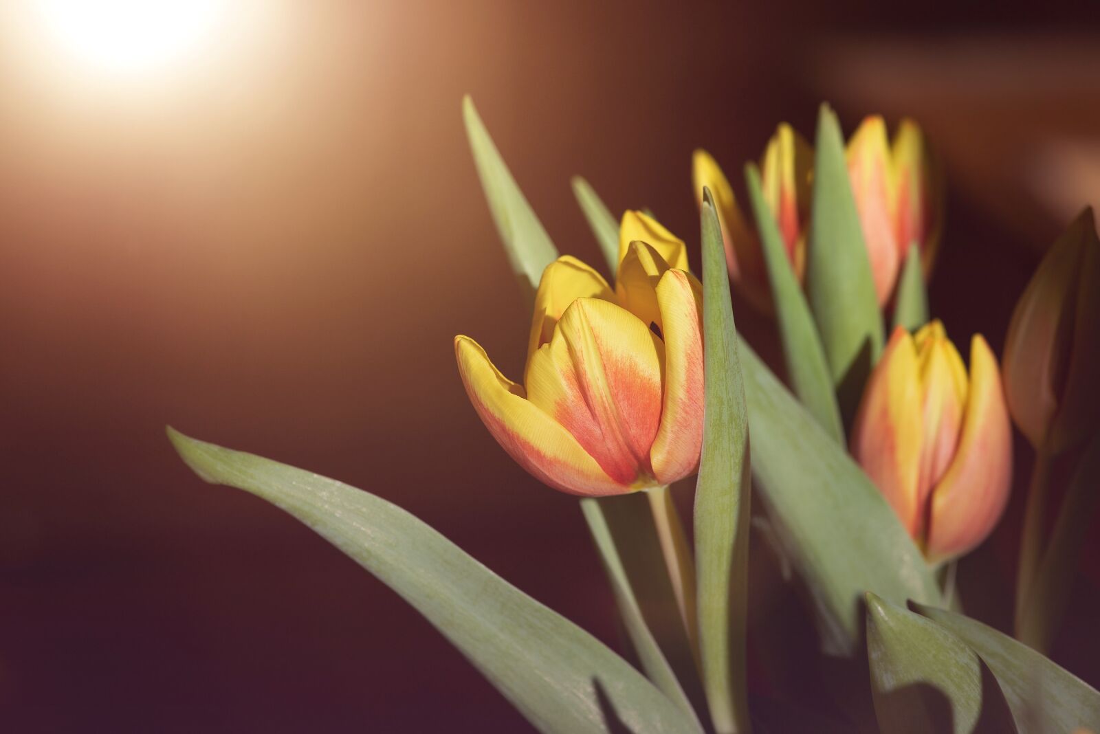 Nikon D750 sample photo. Flowers, tulips, red photography