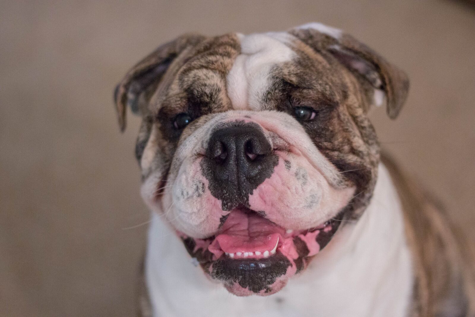 Canon EOS 60D + Canon EF 50mm F1.8 II sample photo. Bulldog, english bulldog, dog photography