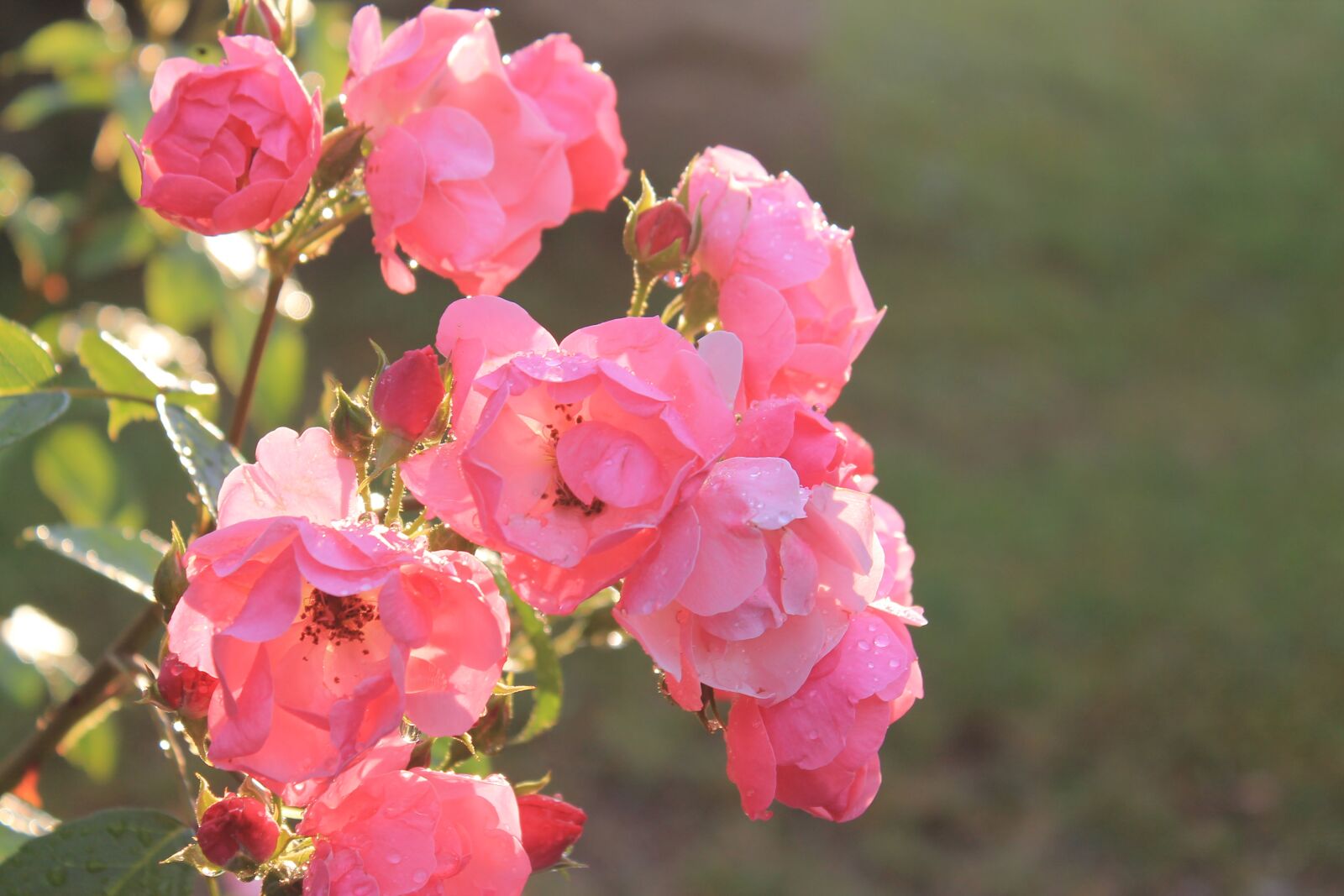 Canon EOS 1100D (EOS Rebel T3 / EOS Kiss X50) sample photo. Rose, pink, sun photography