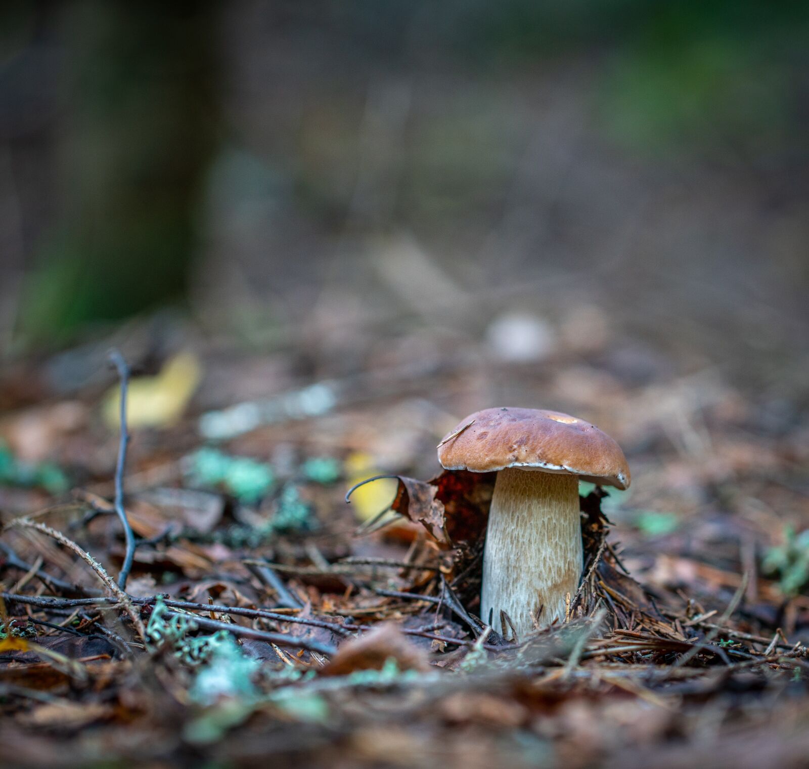 Sony a7R II + Canon EF 100mm F2.8L Macro IS USM sample photo. Mushroom, forest, autumn photography