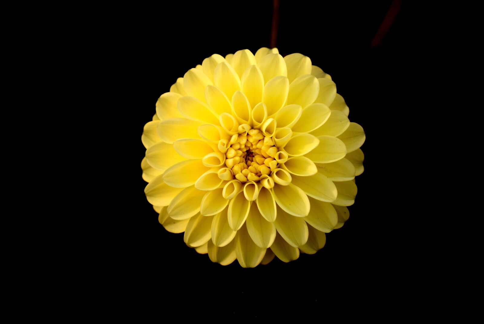 Nikon D3300 sample photo. Flower, yellow, dahlia photography