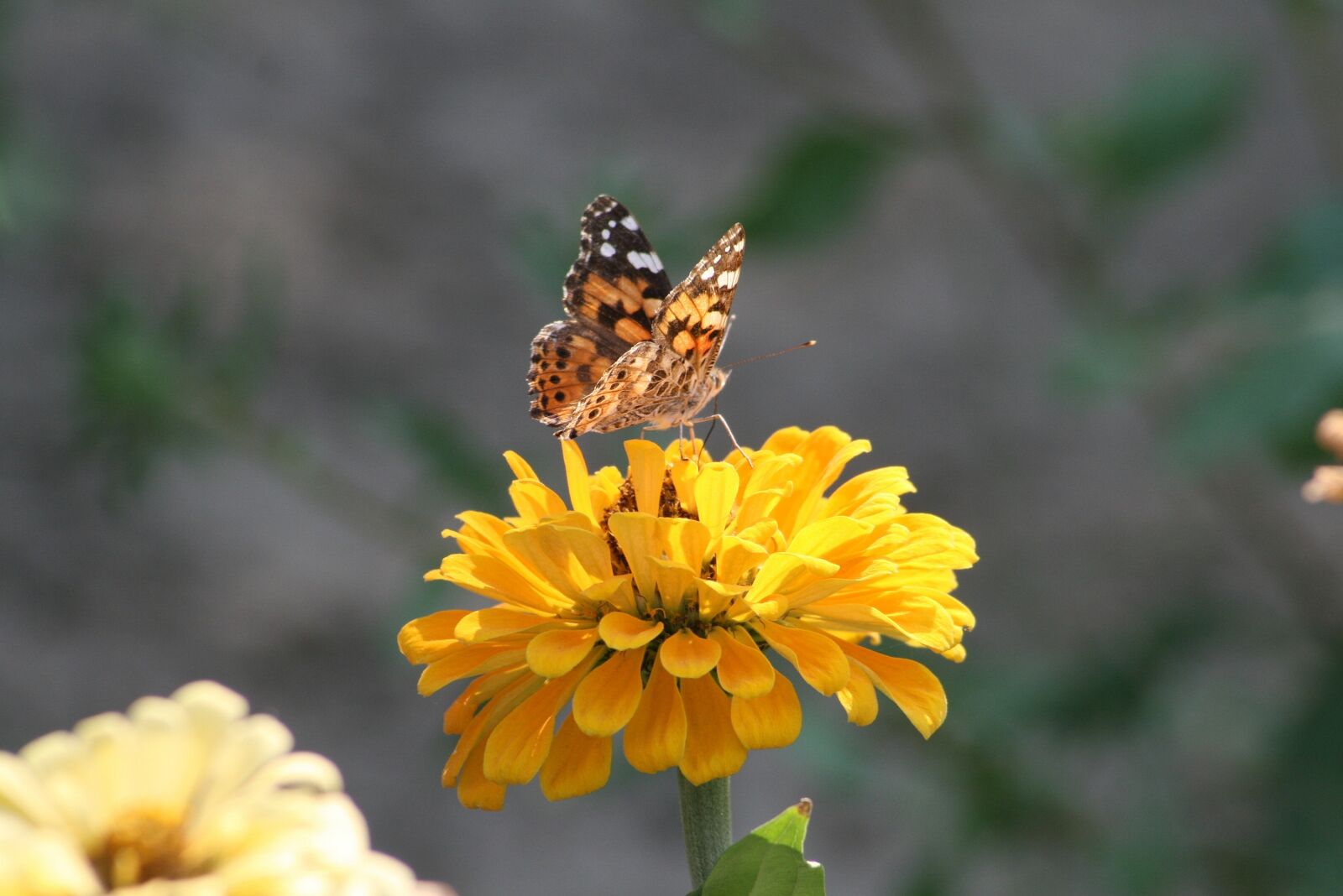 Canon EOS 400D (EOS Digital Rebel XTi / EOS Kiss Digital X) sample photo. Butterfly, garden, insect photography
