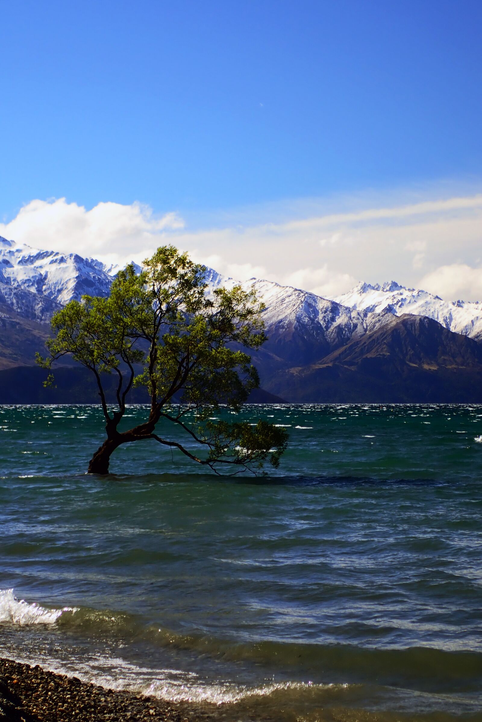 Olympus TG-5 sample photo. New zealand, kiwi, wanaka photography