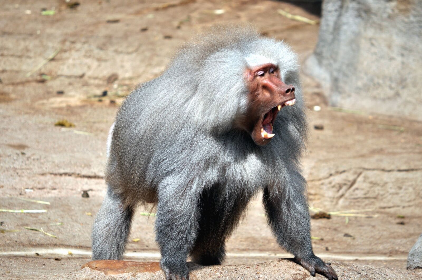 Nikon D5000 sample photo. Monkey, primate, animal, fur photography